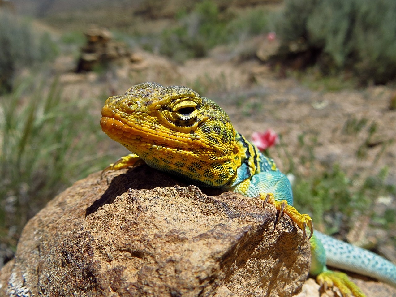 collared lizard reptile portrait free photo