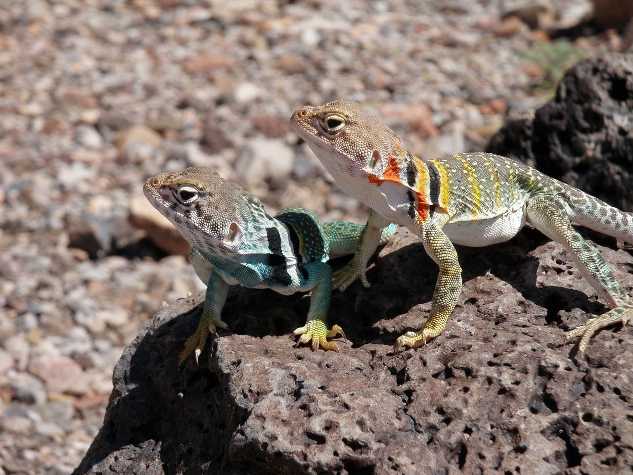 collared lizards reptiles portrait free photo