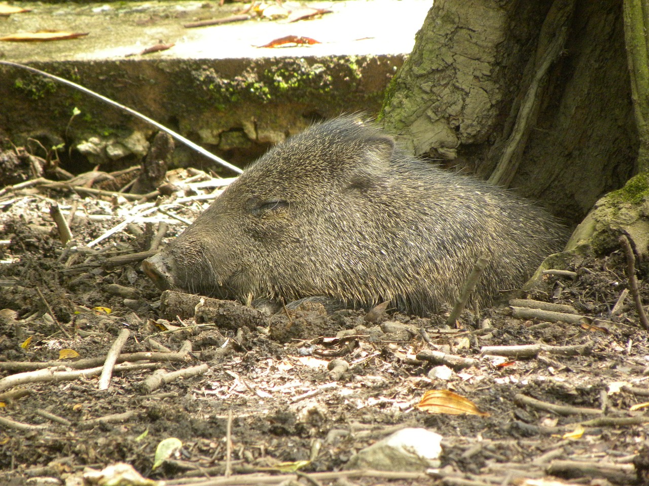 collared peccary pig gray free photo