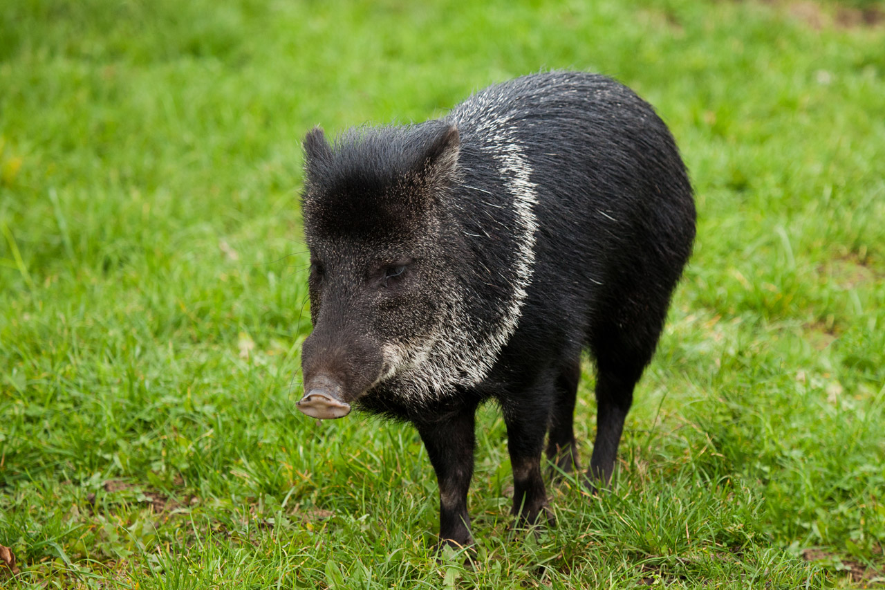 animal black boar free photo