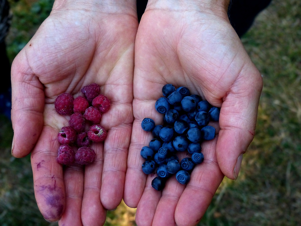 collect berries blueberries wild raspberries free photo