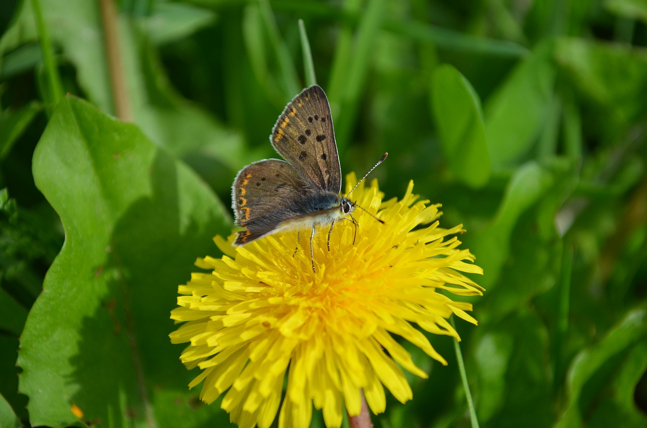 collect nectar butterfly dandelion free photo