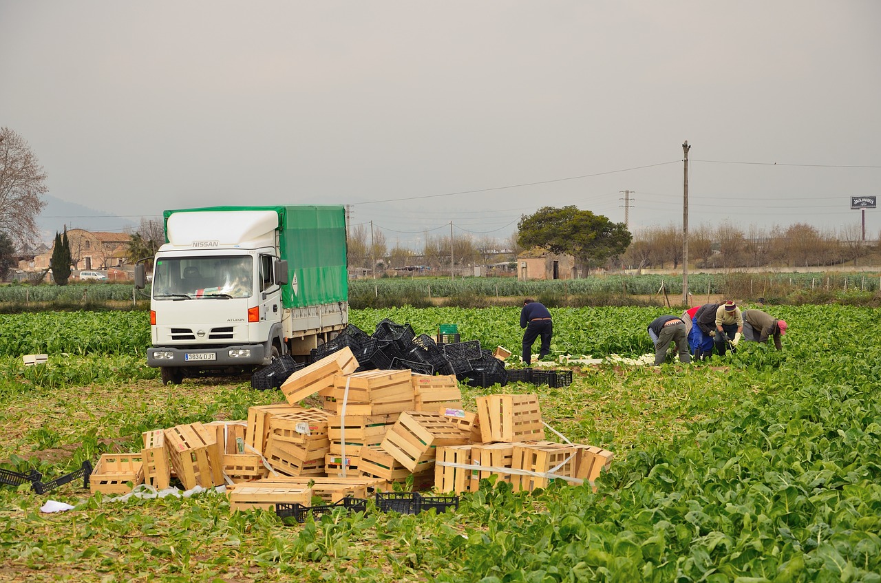 agriculture collecting artichokes el prat free photo