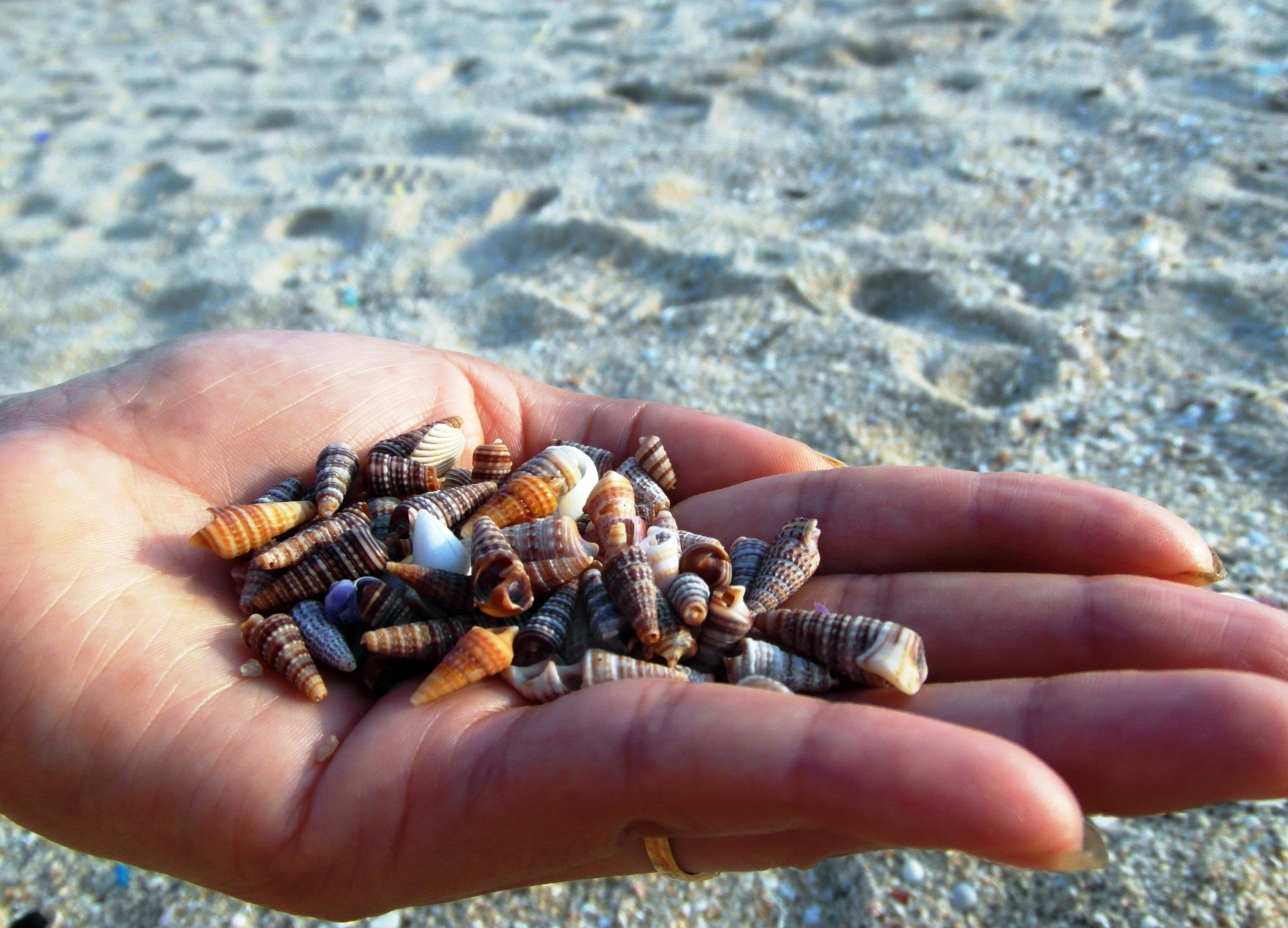 seashells sea shells free photo