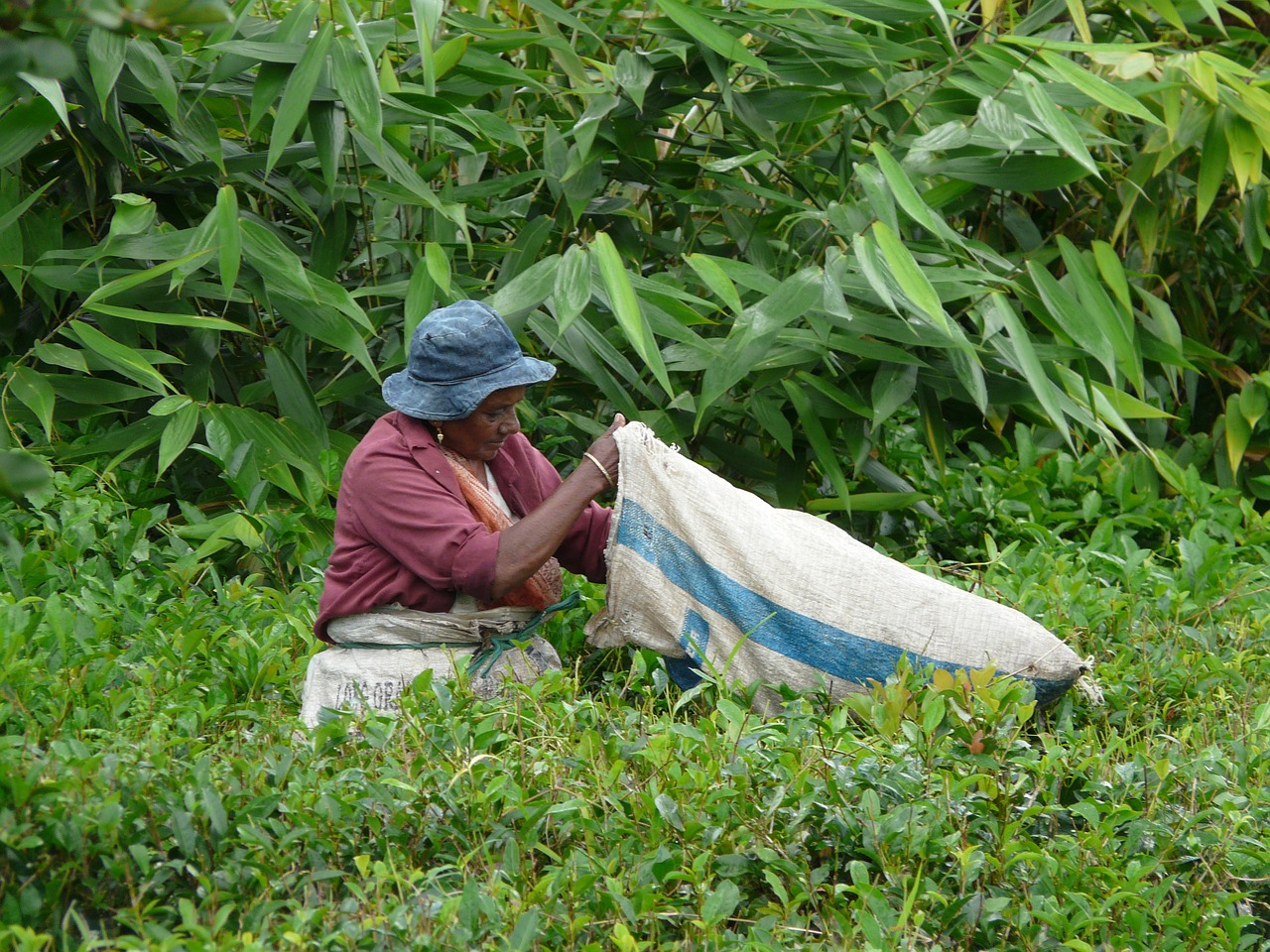 collection tea leaves mauritius free photo