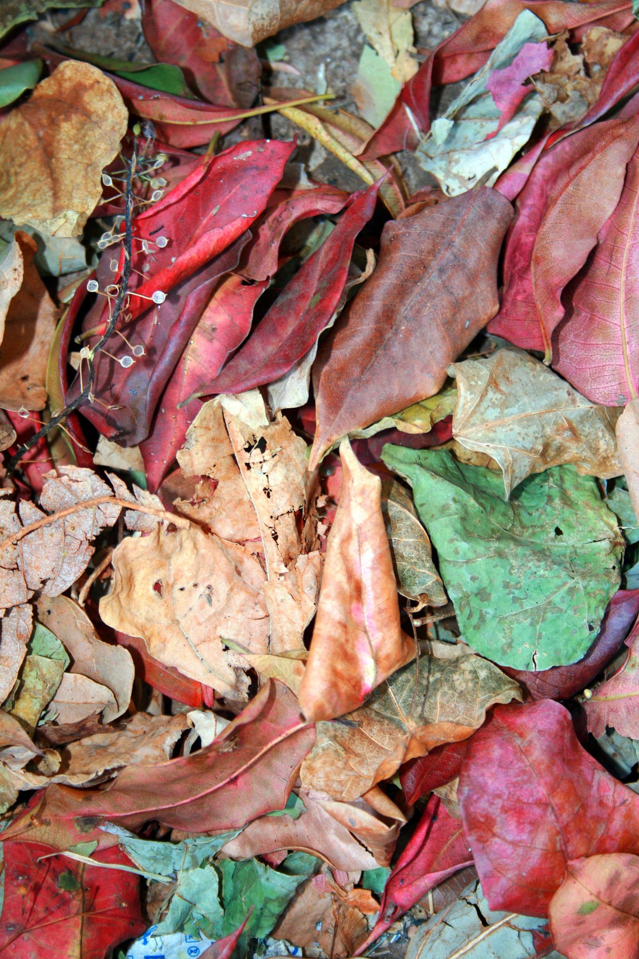 leaves dry dead free photo