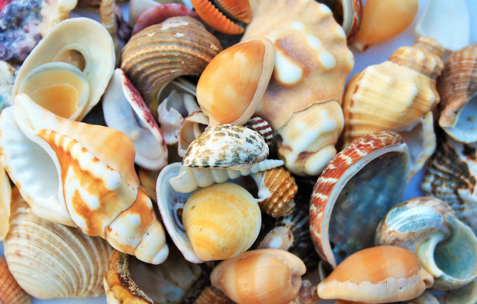 shells sea assorted free photo