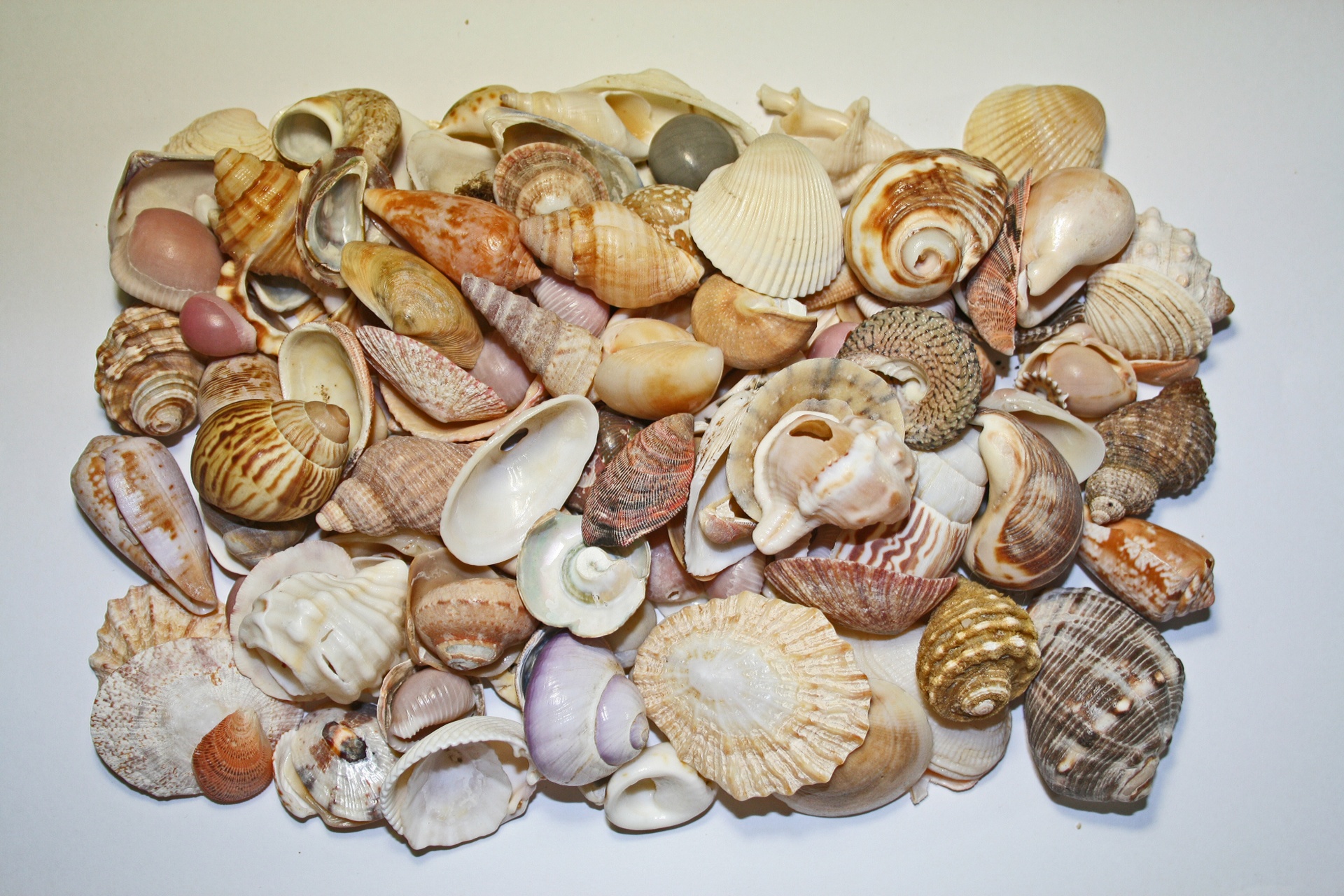 shells sea assortment free photo