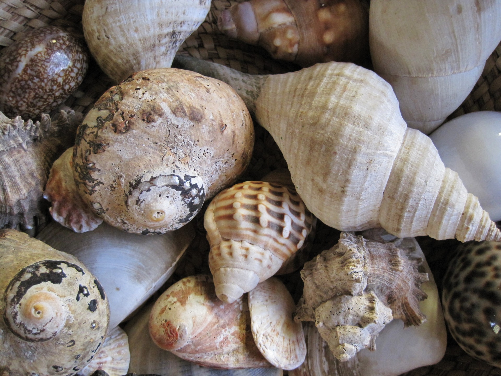 shells sea assorted free photo