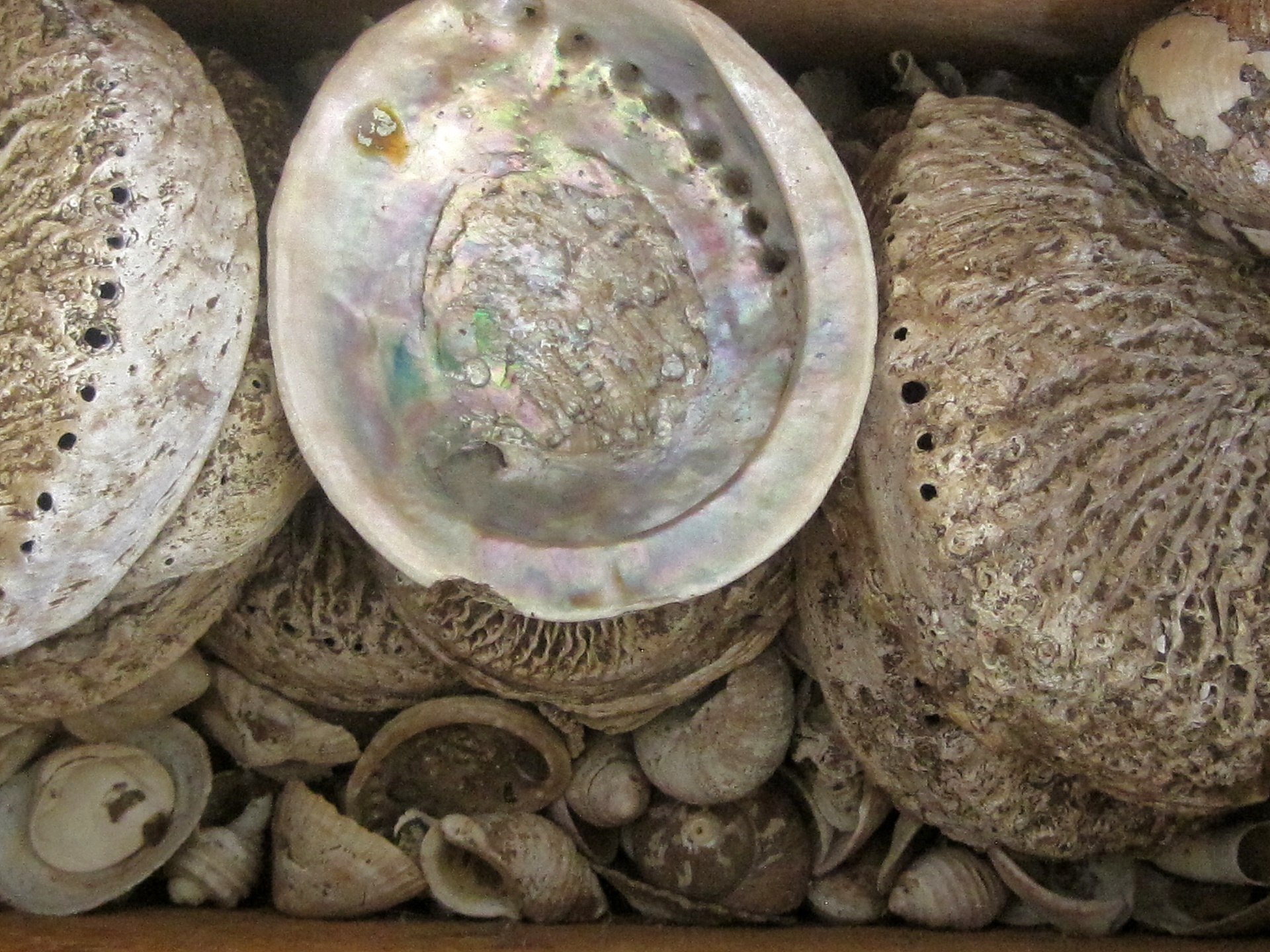 shells sea abalone free photo