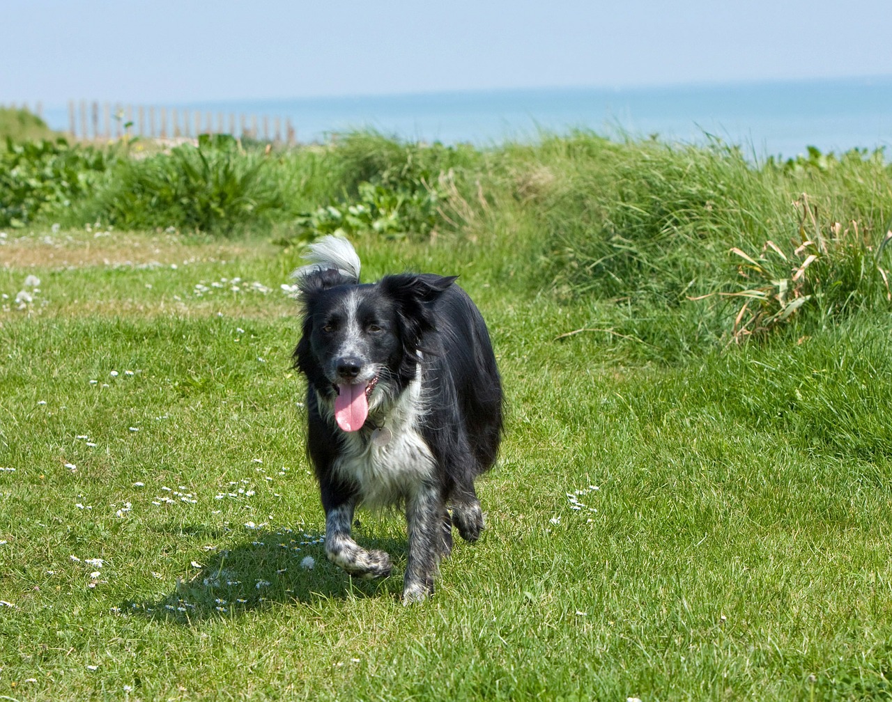 collie dog border collie free photo