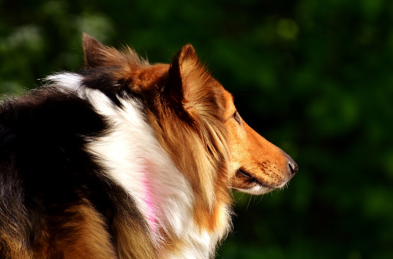 collie dog pet free photo