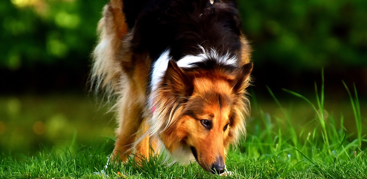 collie dog animal free photo