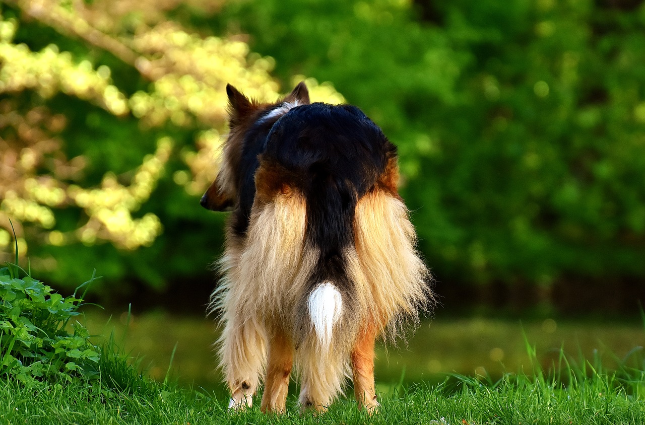 collie dog animal free photo