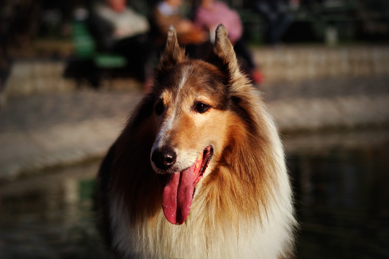 collie  dog  pet free photo