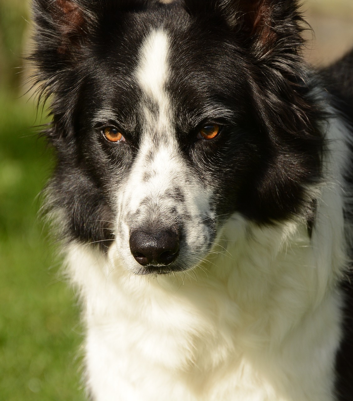 collie  dog  animal free photo