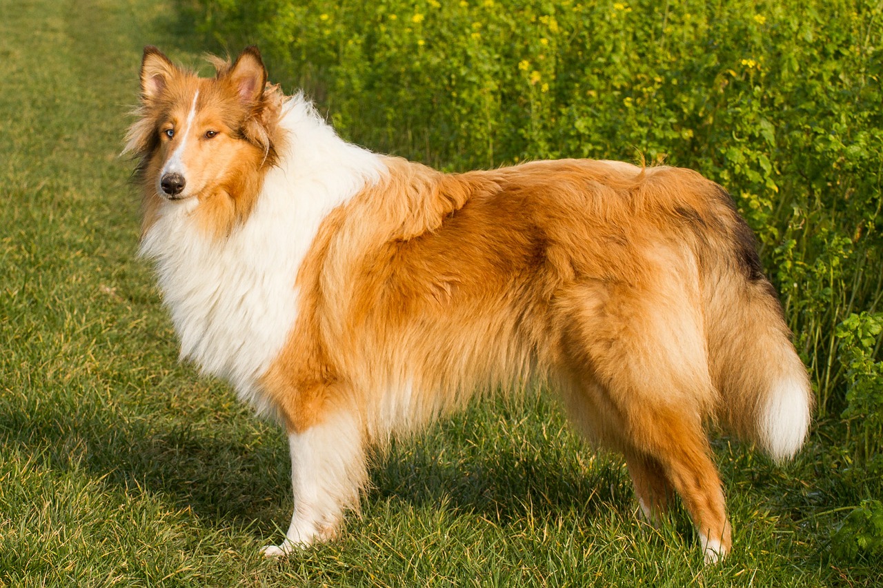 collie dog pet free photo