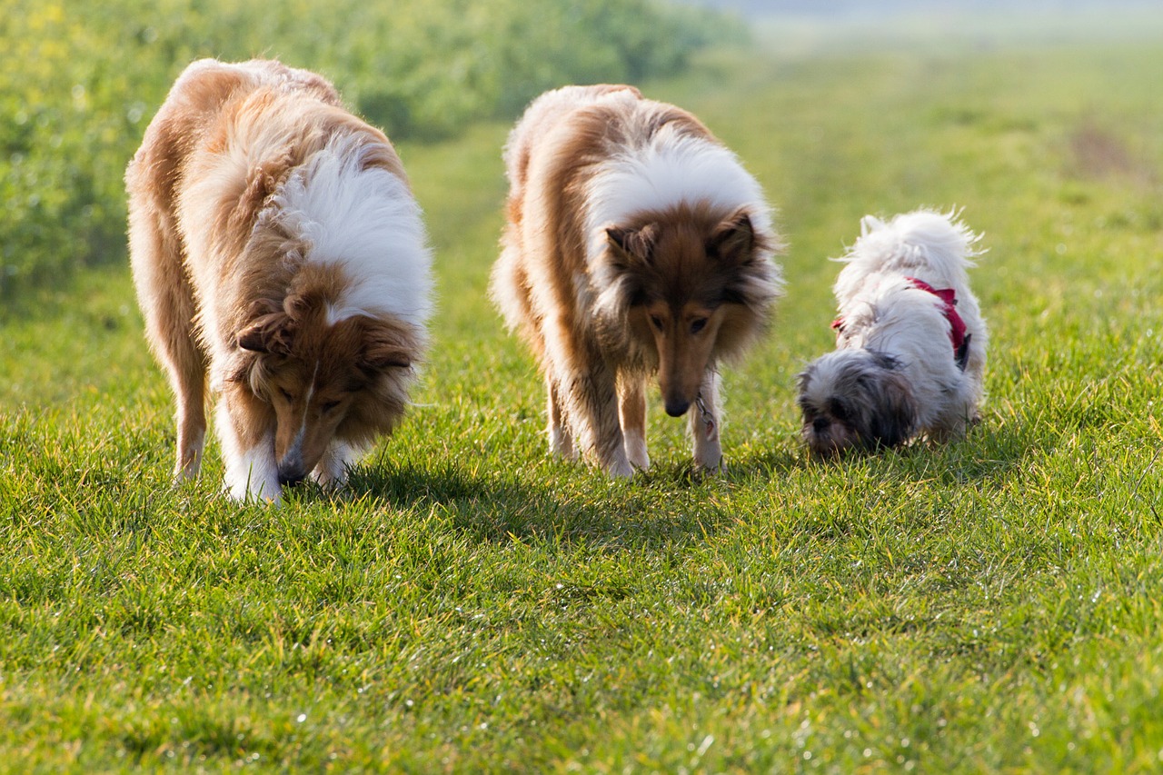 collie dog pet free photo