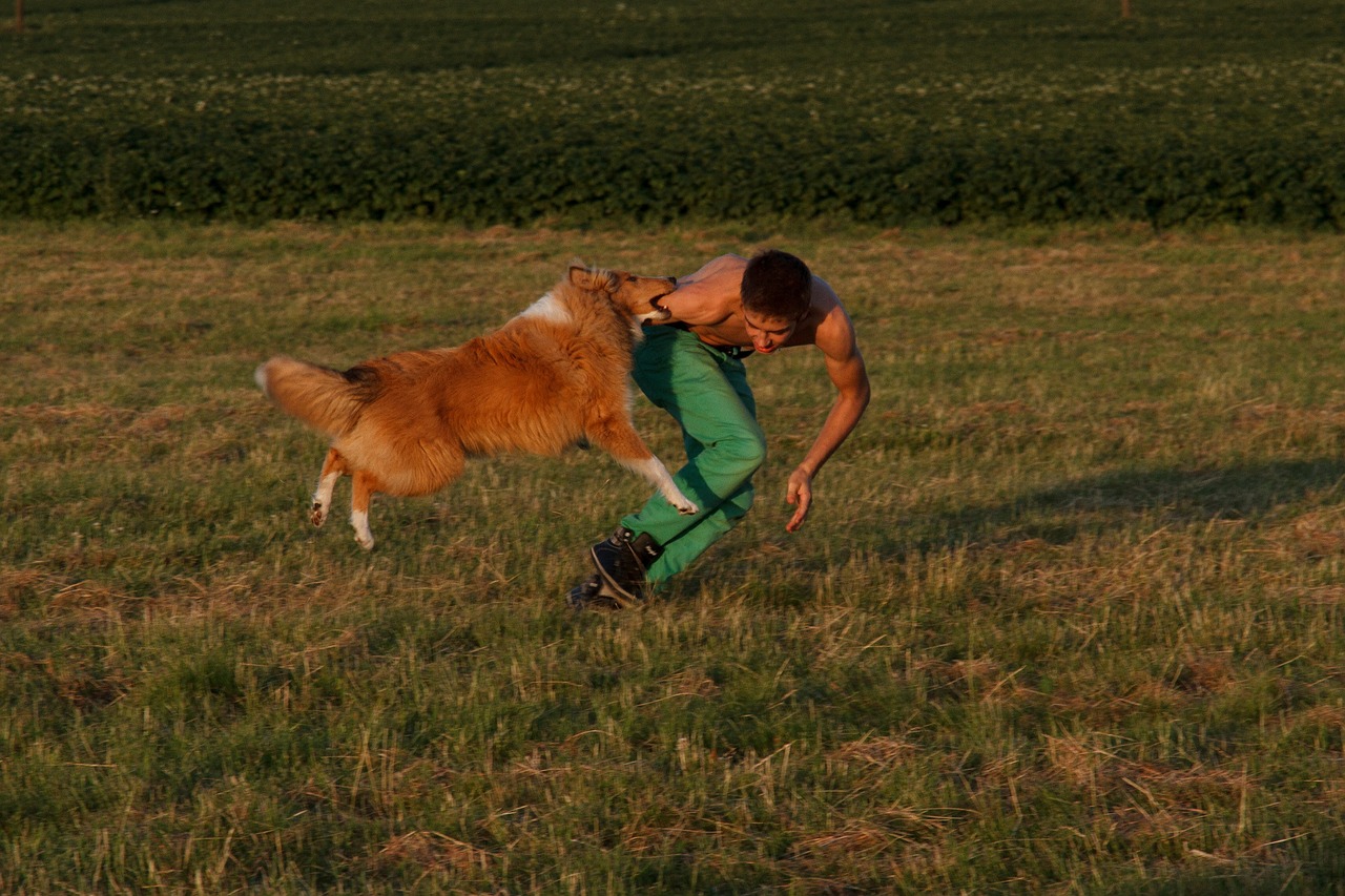 collie dog training dog exercise free photo