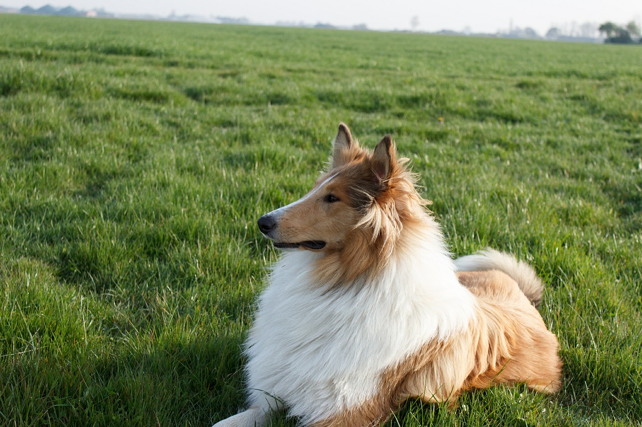 collie dog pet free photo