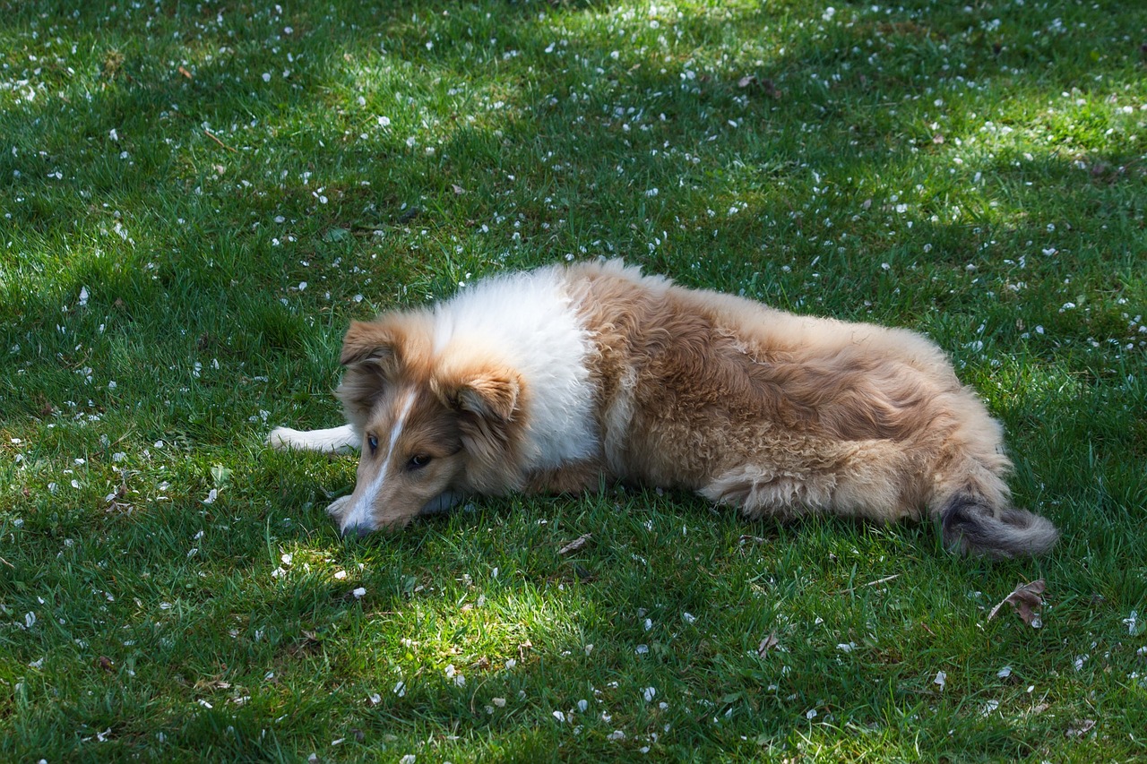 collie dog sleep free photo