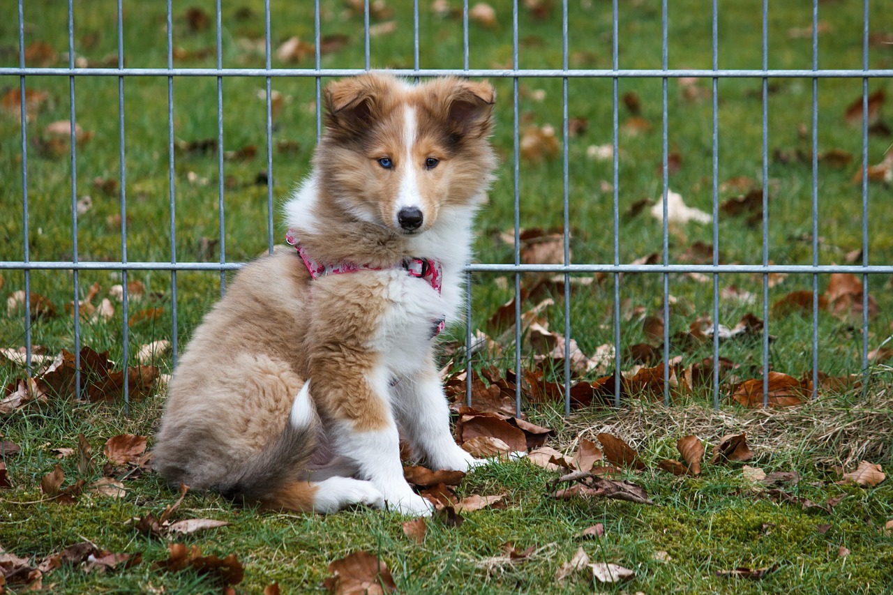 collie puppy sitting free photo