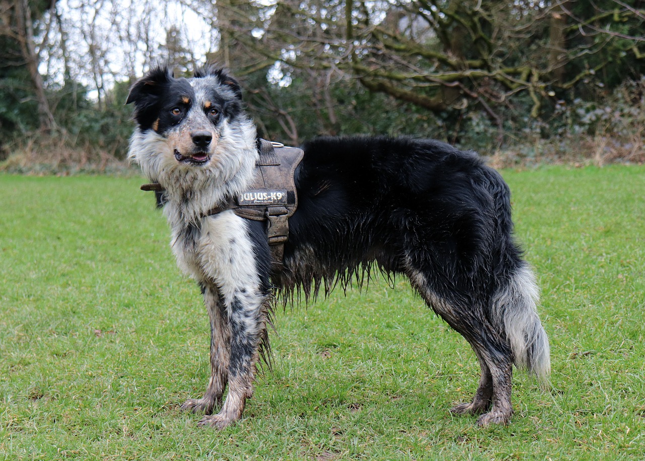 collie  dog  harness free photo