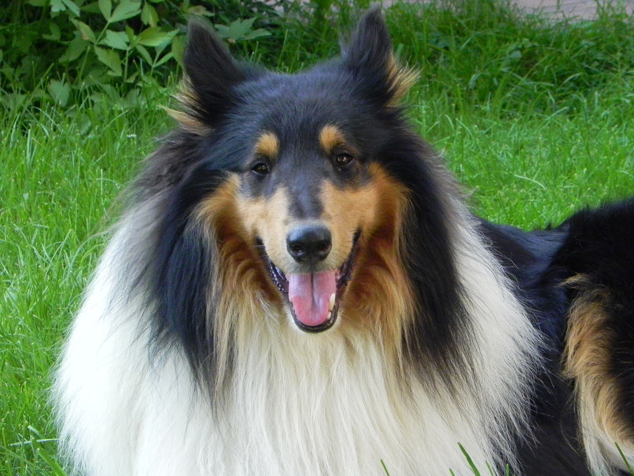 collie  dog  purebred dog free photo