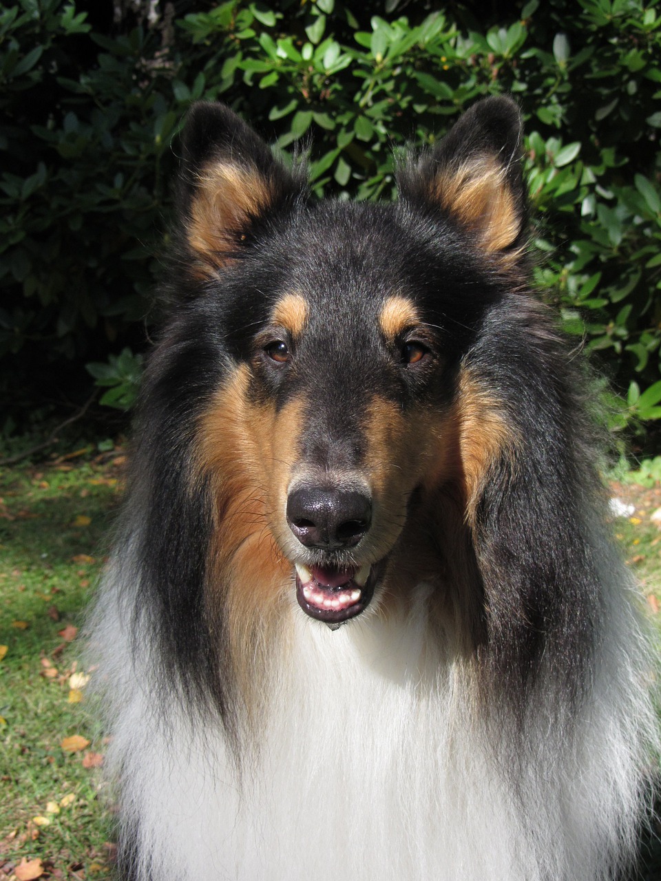 collie  dog  purebred dog free photo