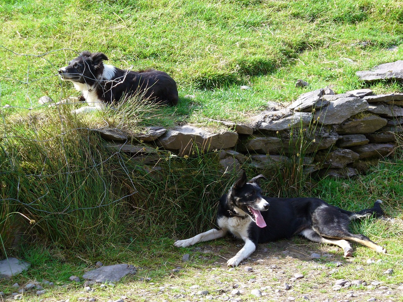 collie dogs animals free photo