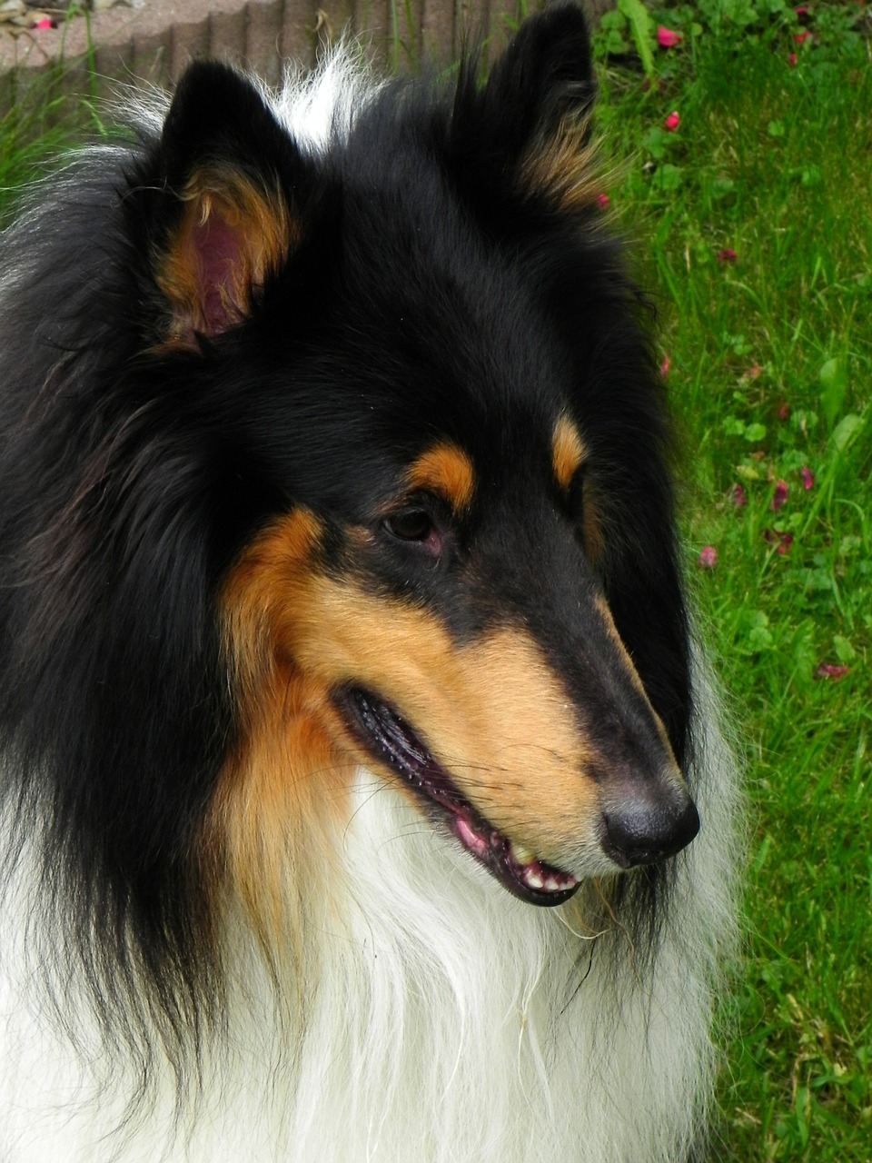 collie purebred dog dog free photo