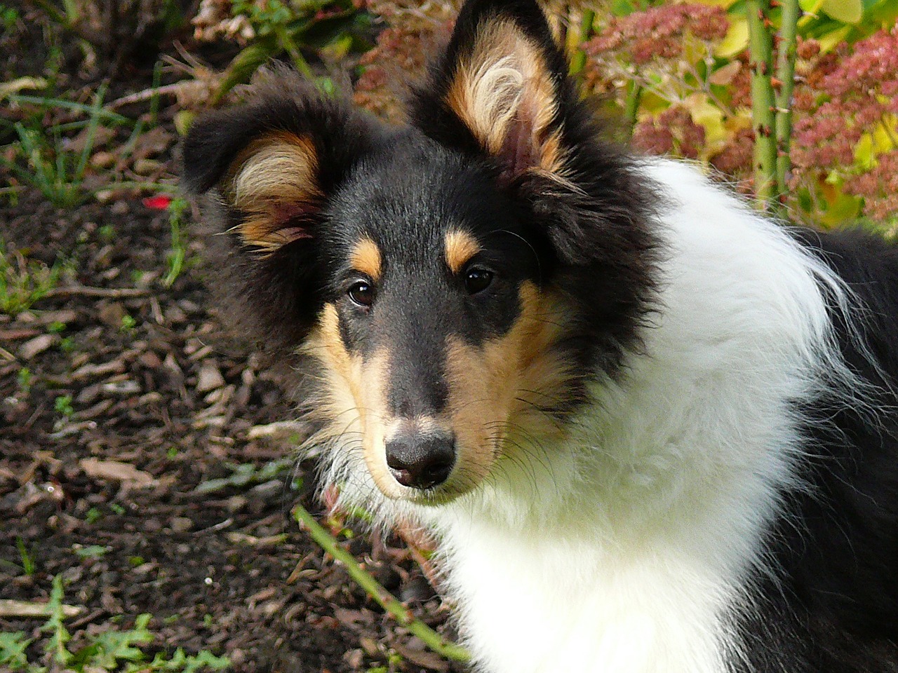 collie dog tricolor free photo