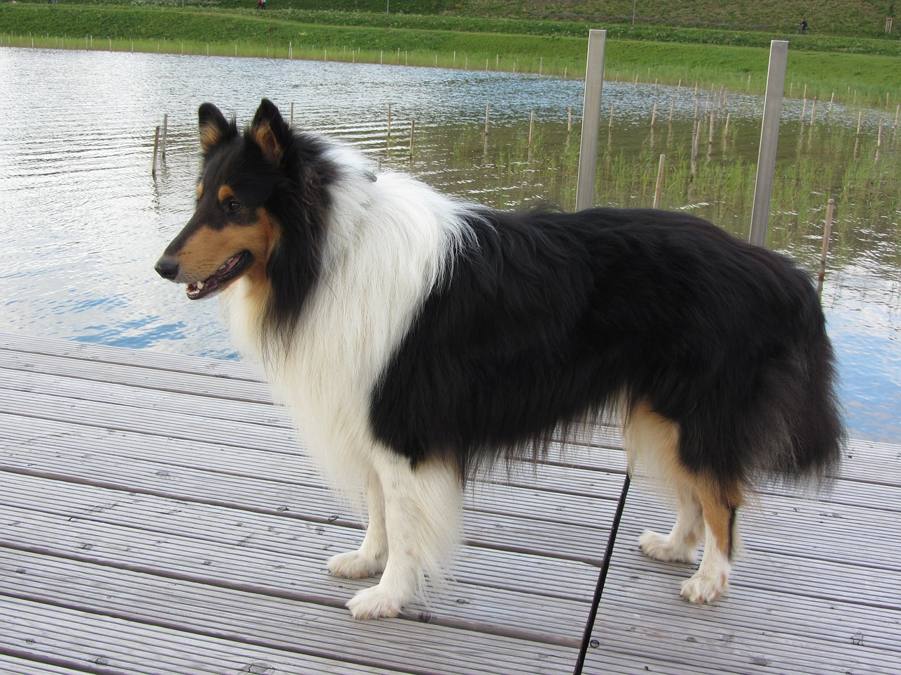 collie tricolor long haired collie free photo