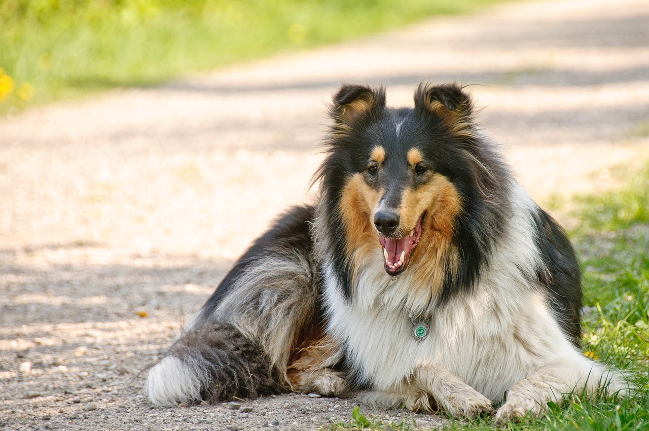 collie dog animal free photo