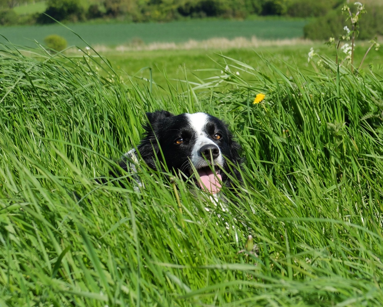 collie in grass facing camera free photo