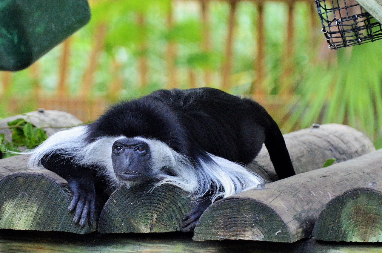 colobus colobus guereza monkey free photo