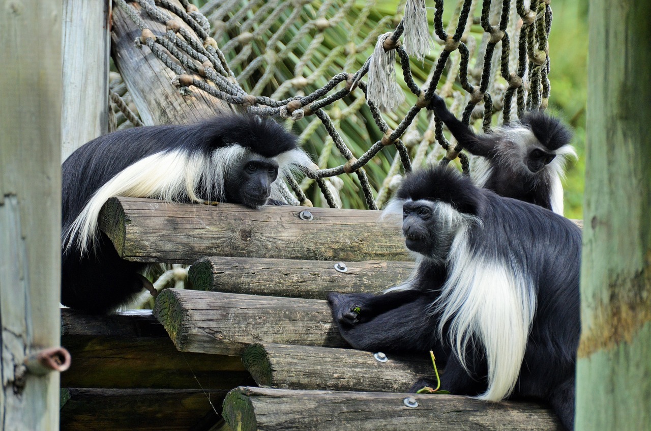 colobus colobus guereza monkey free photo