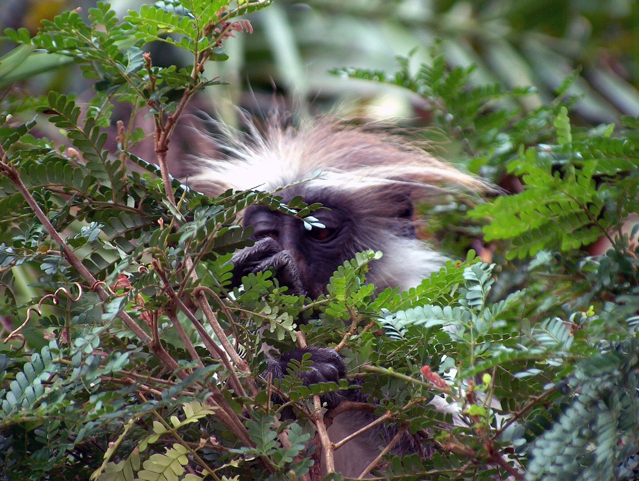 colobus monkey tree leaves free photo