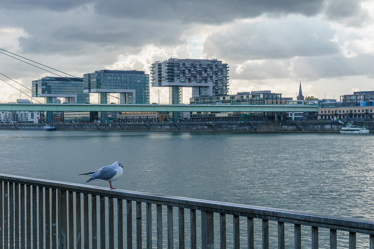 cologne rhine crane homes free photo