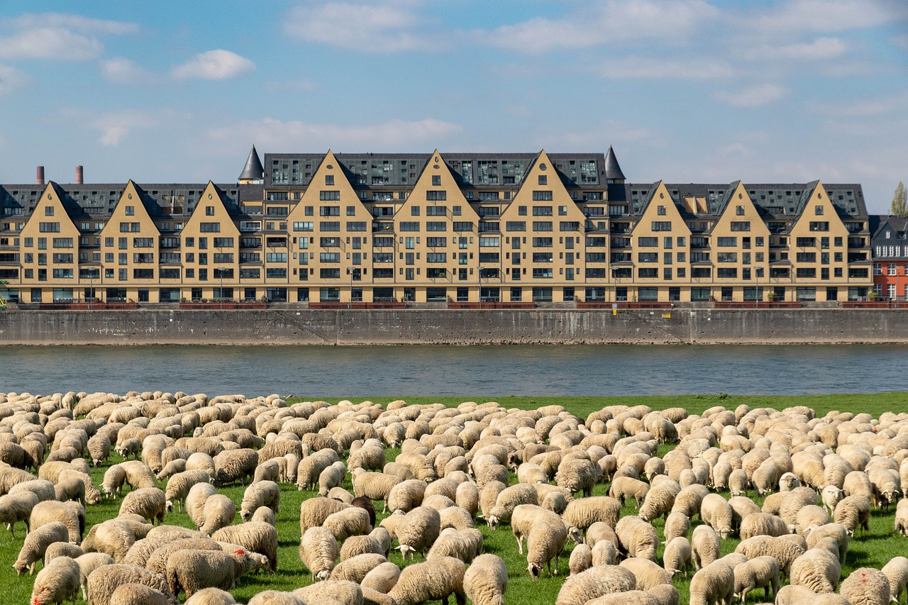 cologne  rhine  germany free photo