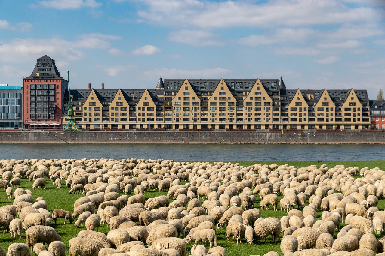 cologne  rhine  germany free photo