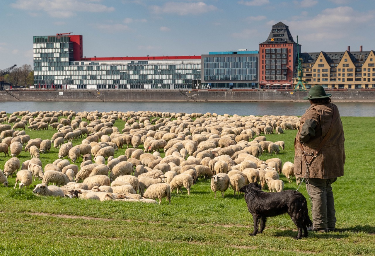 cologne  rhine  germany free photo