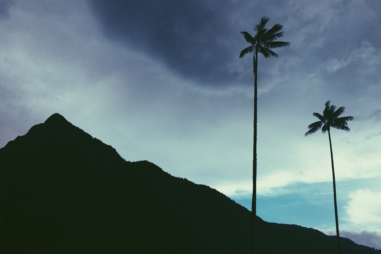 colombia palm trees mountain free photo