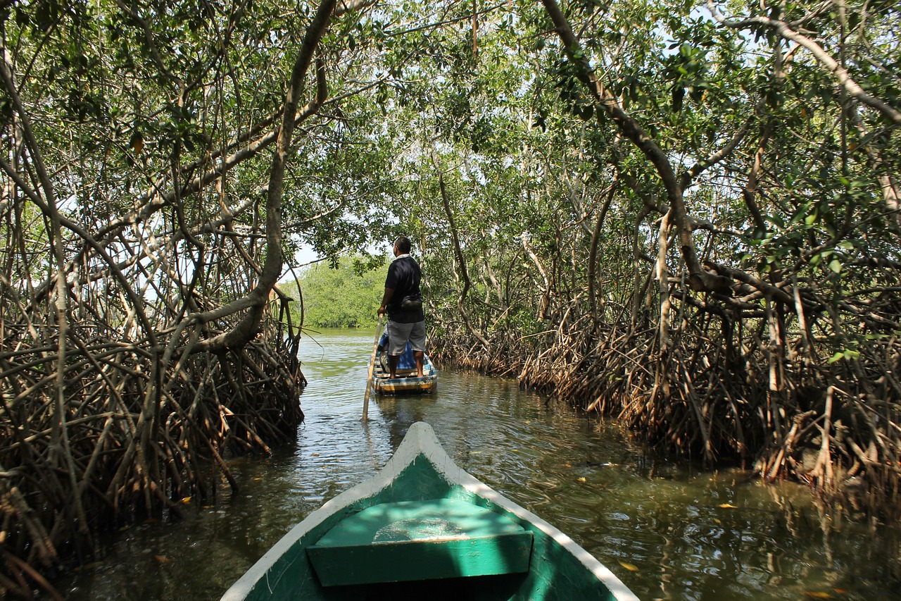 colombia mangrove nature free photo