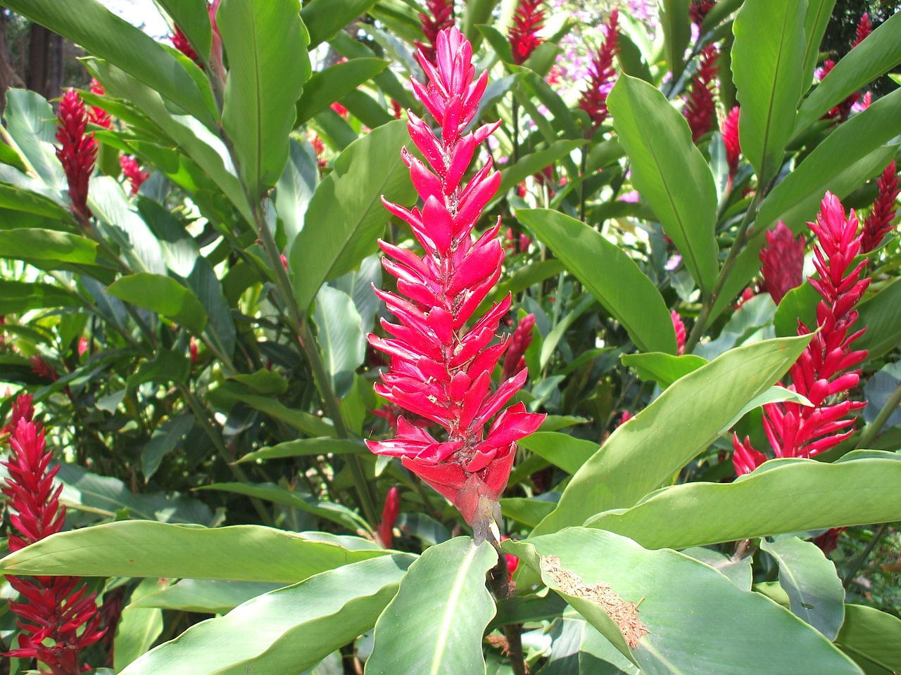 colombia flower heliconia free photo