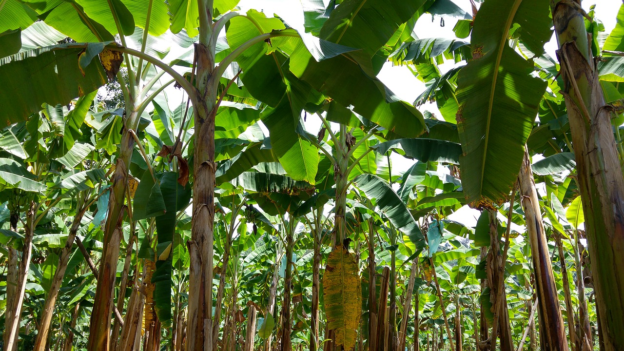colombia plantation banana free photo