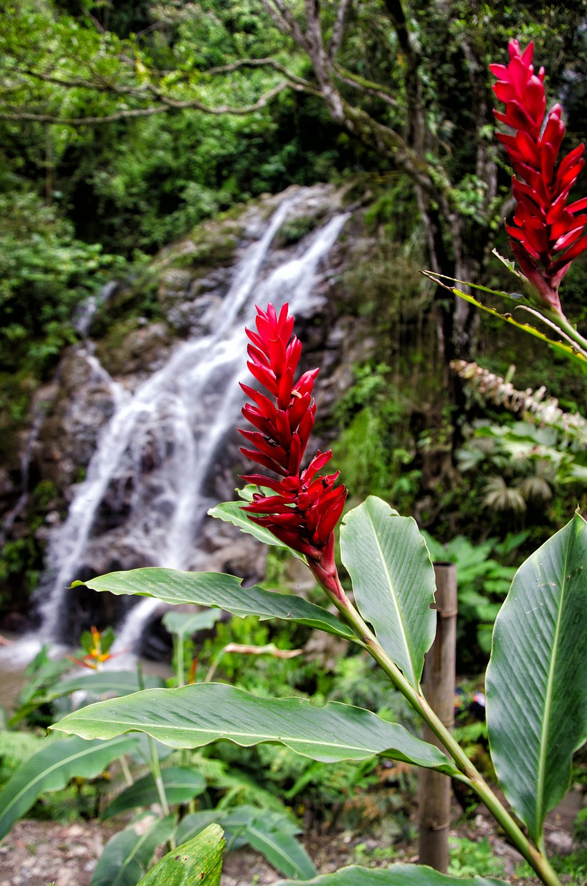 colombia minca waterfall free photo