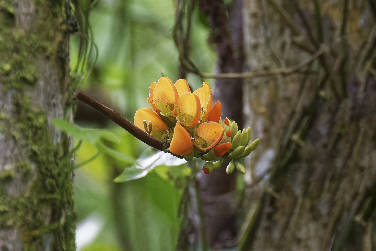 colombia  tropics  plant free photo