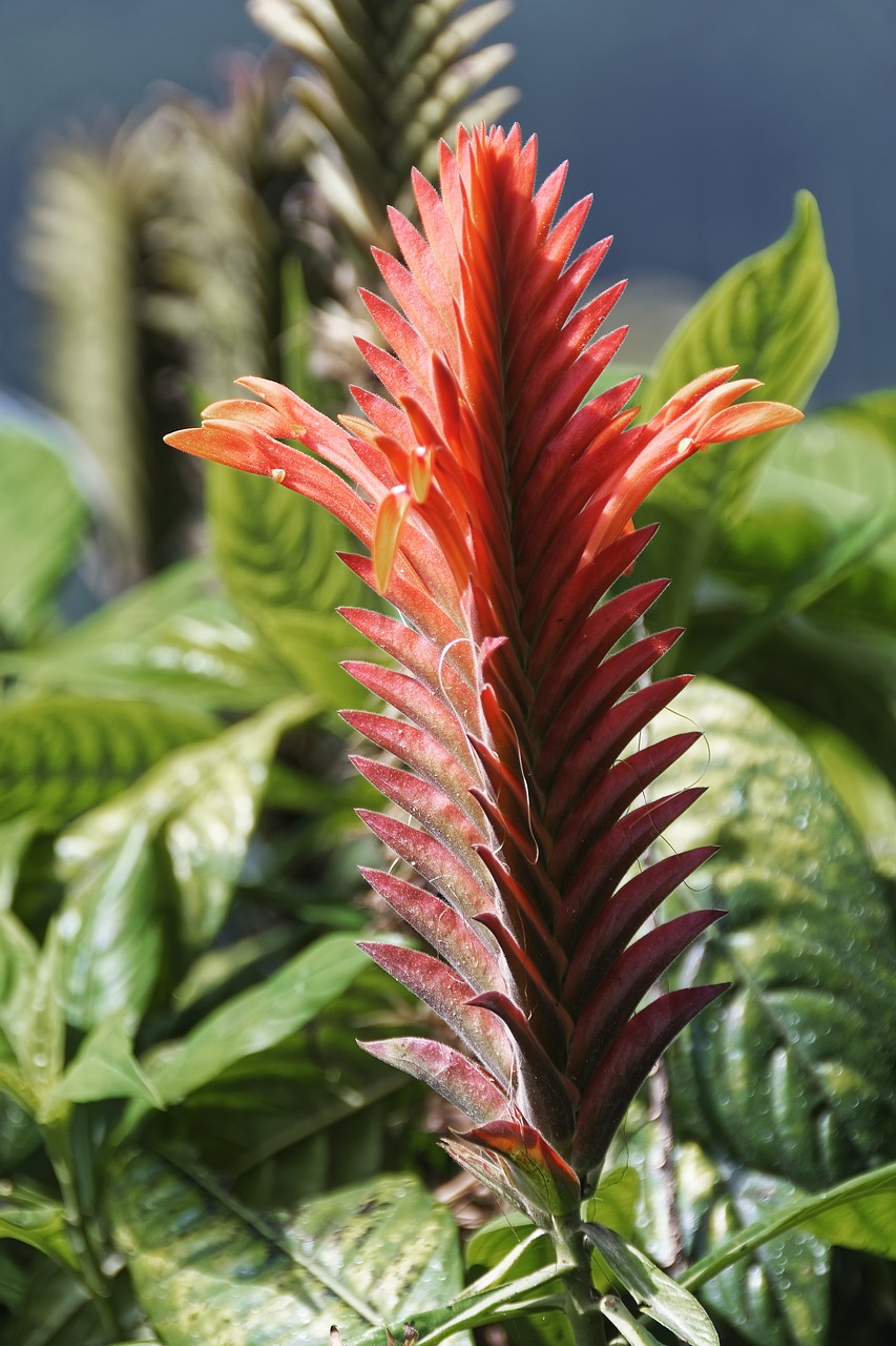 colombia  tropical plant  flower free photo