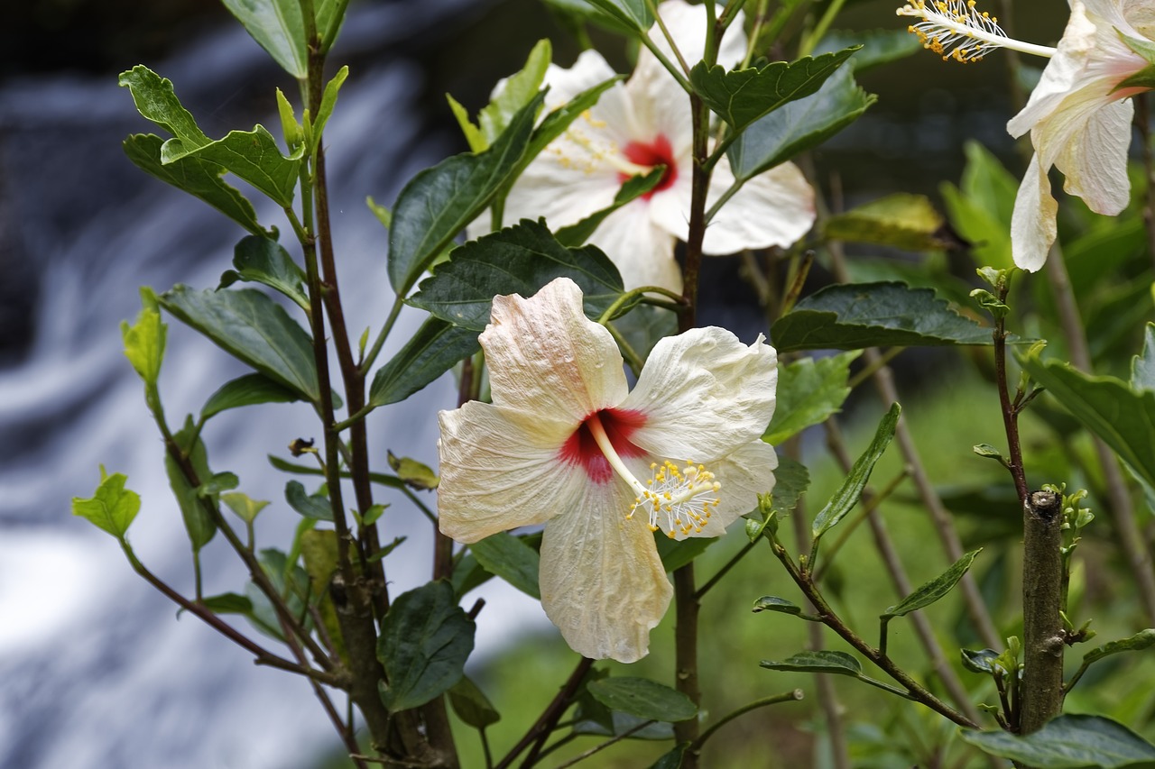 colombia  tropical plant  flower free photo